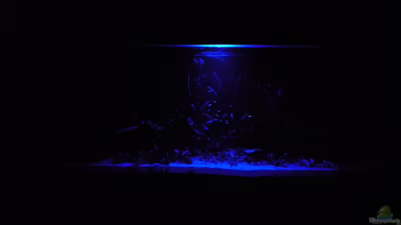 Moonlight von Frank Wollenburg (5)