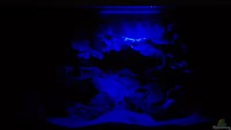 Moonlight von FunkyTraut (13)