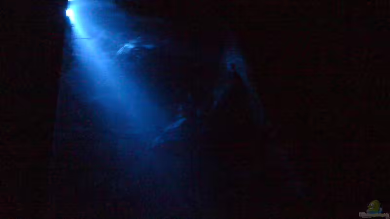 Moonlight von Kuebiwhv (10)