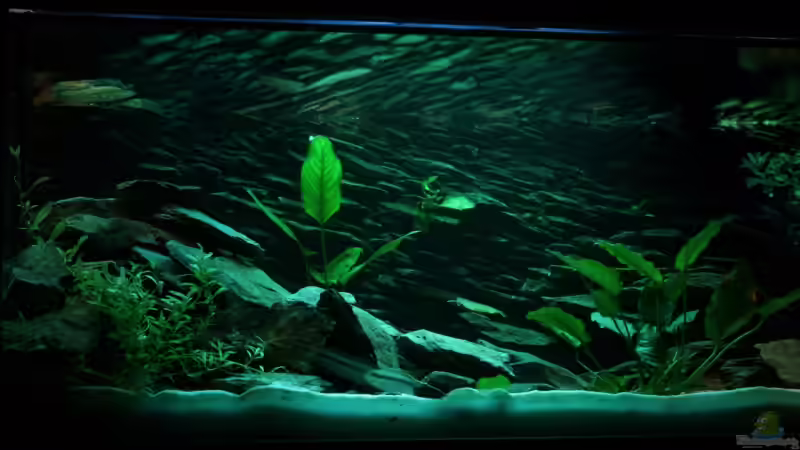 Moonlight von Markus Smak (5)