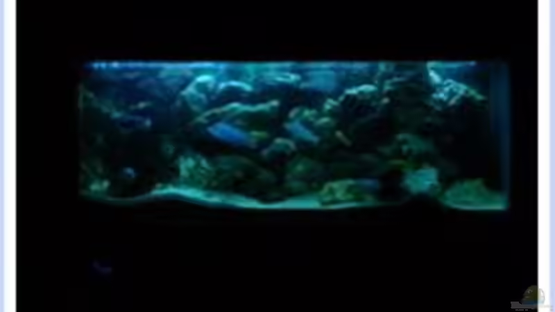 Moonlight von Wouter Van Renterghem (3)