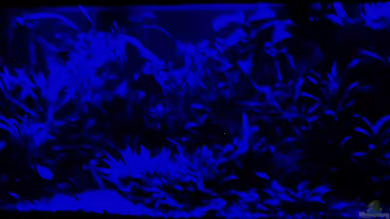 Moonriver 10.03.2018 von Reiner Dr. Med. Jesse (10)