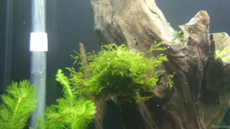 Mooooooooooos :-D von Julien Preuß (11)