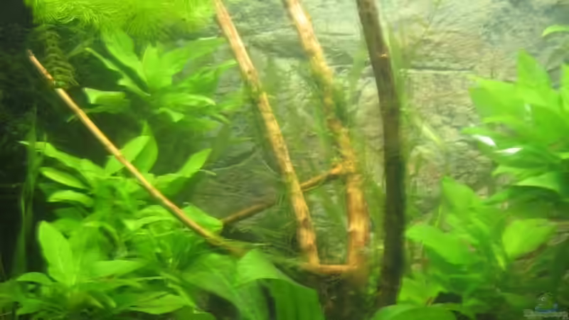 Moor Wood mit Javamoos von Aquarium-Bochum (16)