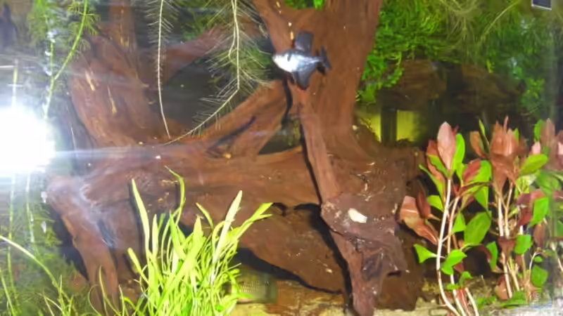 Moor Wurzel von Sebastian Ogorek (7)