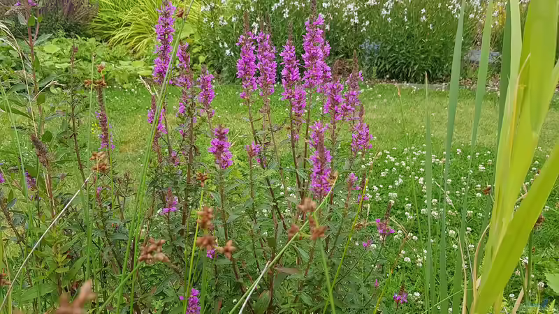 Moorbepflanzung von Martinerft (8)