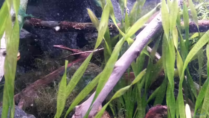 Moorholz und Moorkienwurzel von Newbie (39)