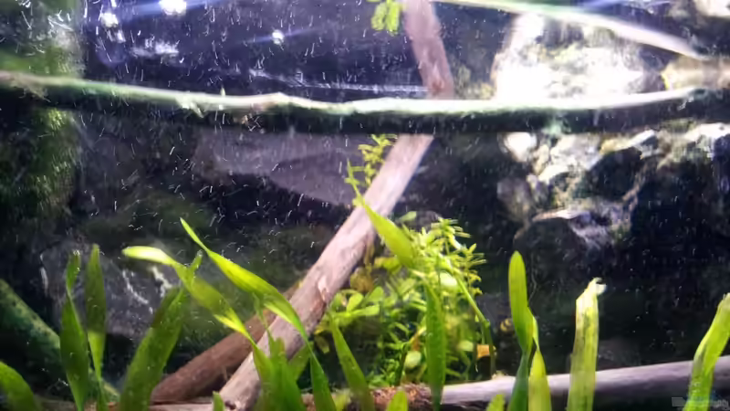 Moorholz von Newbie (40)