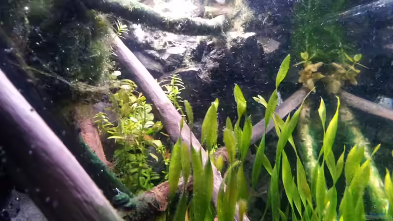 Moorholz von Newbie (41)