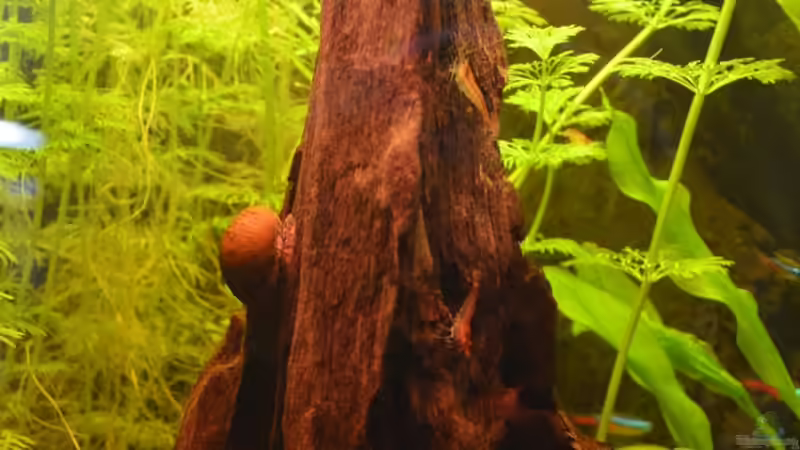 Moorholzwurzel 1 von Jan Marc (7)