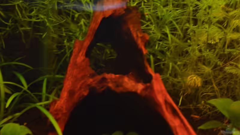 Moorholzwurzel 2 von Jan Marc (8)