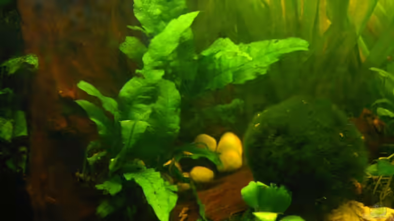 Moorholzwurzel,Javafarn,Mooskugel von Lee Kienle (10)