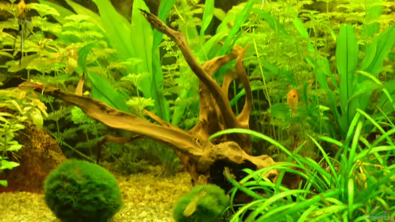 Moorholzwurzel von Jan Marc (4)