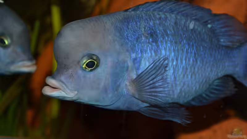 Moori   10.03.2012 von Crüxs (11)