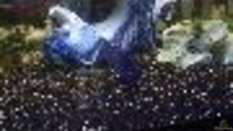 Moori von Michael Kreutz (3)