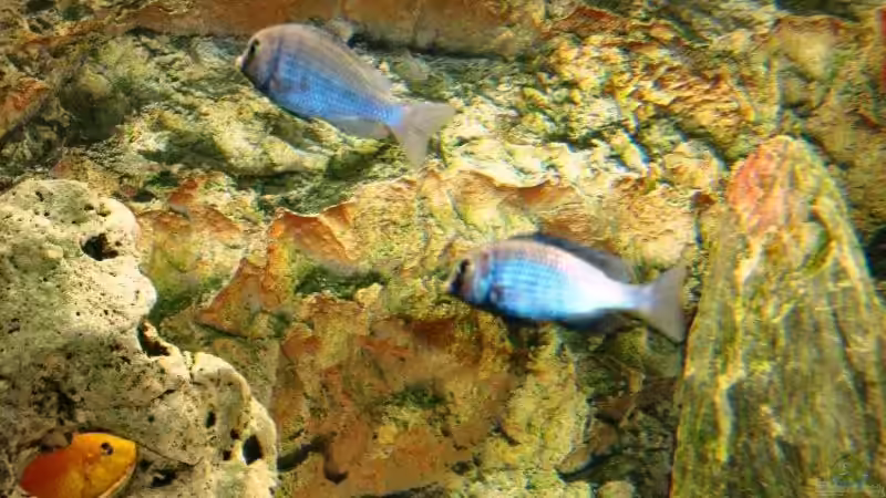 Moori´s ca. 8 - 9 cm von MalawiEder (25)