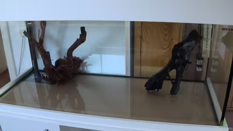 Moorkien- und Mangrovenwurzel von Jonas (Trancemania) (17)