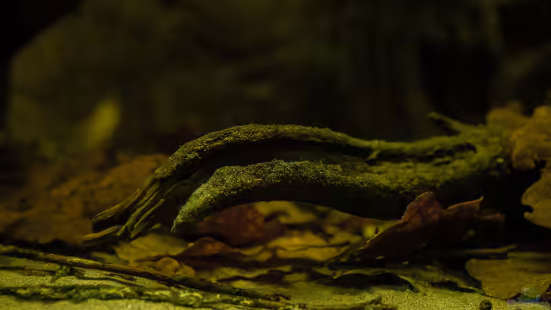 Moorkien und Eichenlaub an zartem Geäst von timo-on-keys (13)