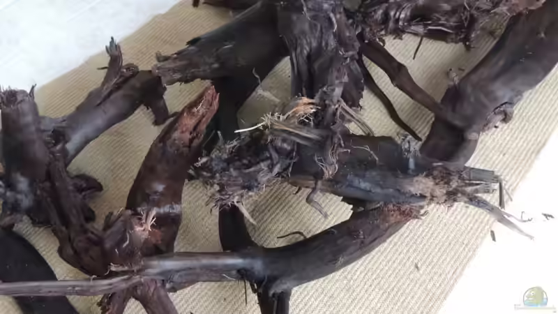 moorkien von Nico Beyer (18)