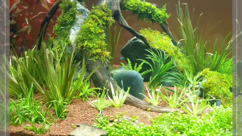 Moorkien von Pseudomugil (11)