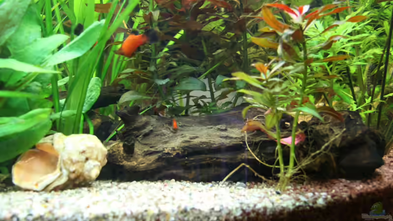 Moorkien-Wurzel von Oli M. (7)