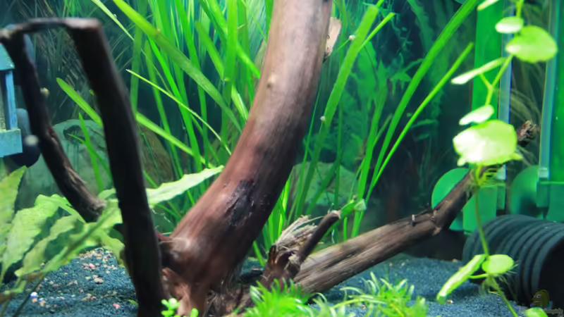 Moorkien Wurzel von tomsabi (7)