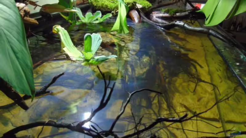 Moorkienäste von Markaroni (37)