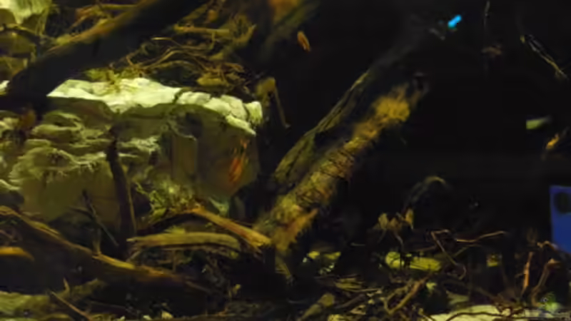 Moorkienäste von Markaroni (39)