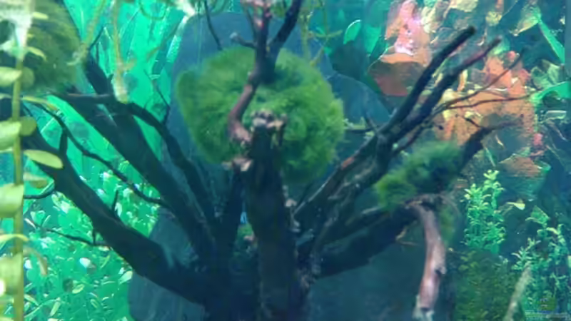 Moorkienbäumchen auf Schieferplatte von manala (9)