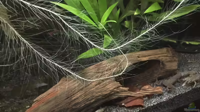 Moorkienhöhle von Danny (16)