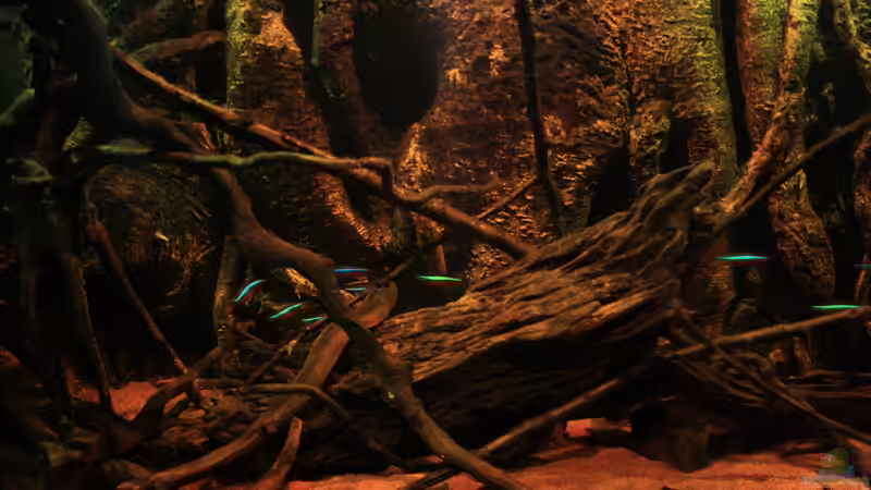 Moorkienhölzer mit Wurzelgeflecht von Bämbel (25)