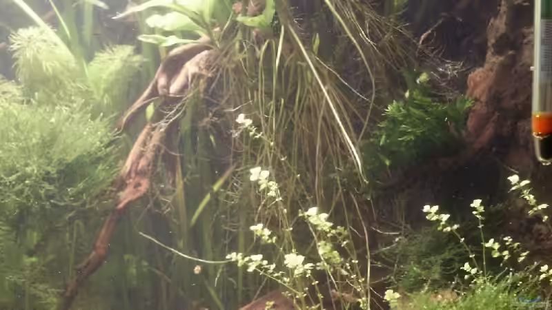 Moorkienhölzer sind in die Rück - und Seitenwand eingearbeitet von Dschinn (46)