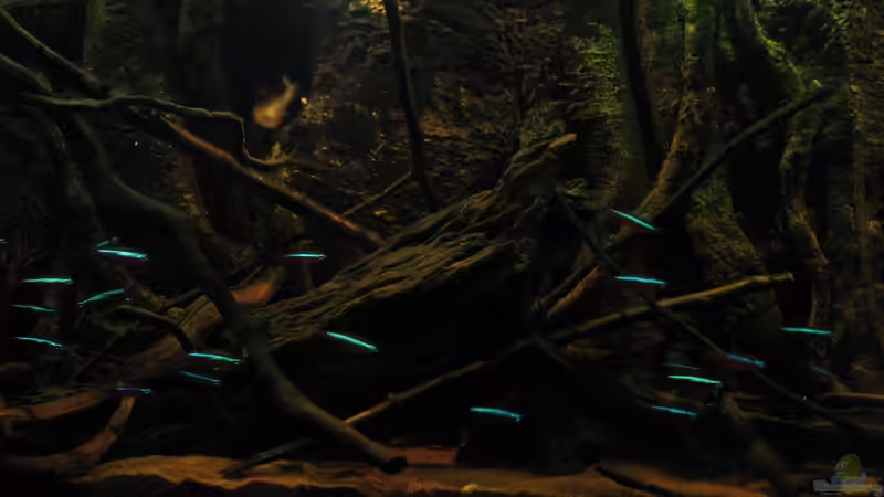 Moorkienhölzer von Bämbel (19)