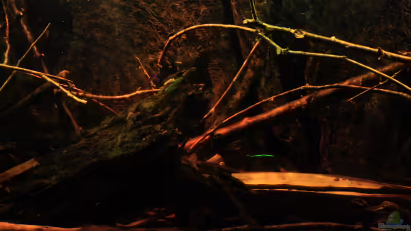 Moorkienholz, ??ste, Bananenblatt im Hintergrund von Bämbel (32)