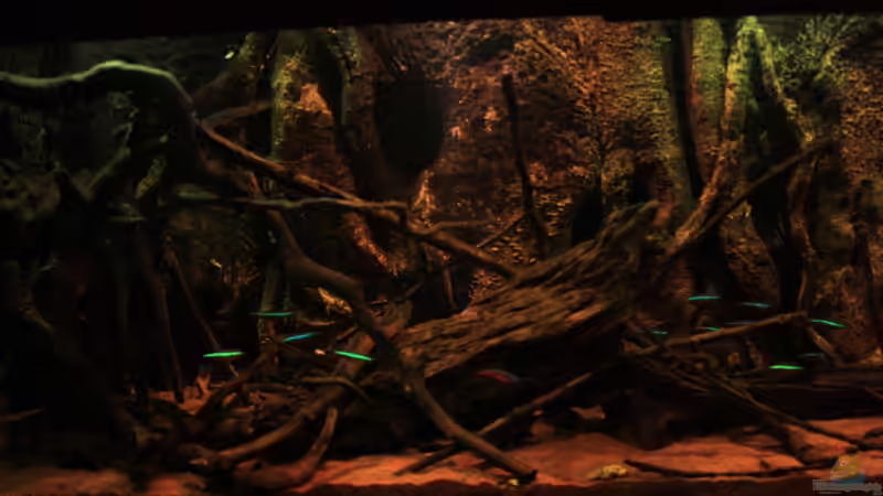 Moorkienholz mit Wurzelgeflecht auf der linken Seite von Bämbel (21)