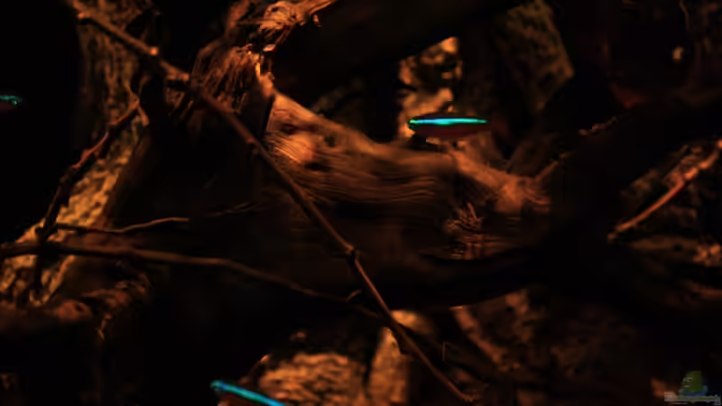 Moorkienholz ??ste und Roter Neon von Florian Bandhauer (30)