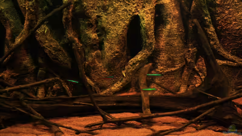 Moorkienholz und ??ste am Grund in der Mitte von Bämbel (23)