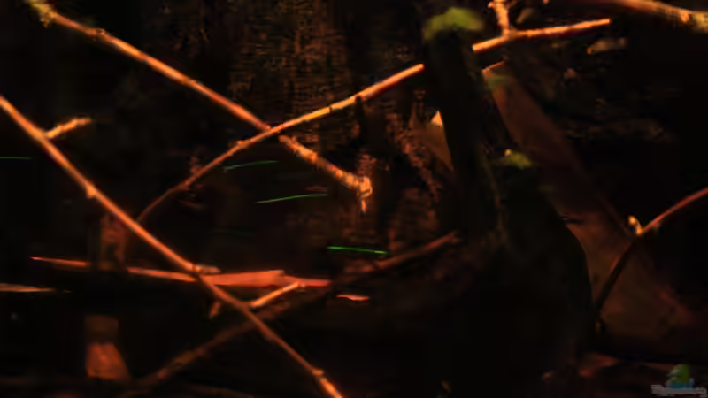 Moorkienholz und ??ste von Bämbel (30)