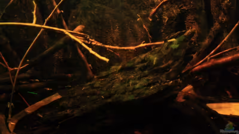 Moorkienholz und ??ste von Bämbel (31)