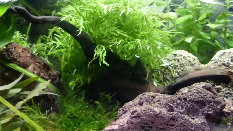 Moorkienholz von Deino (12)