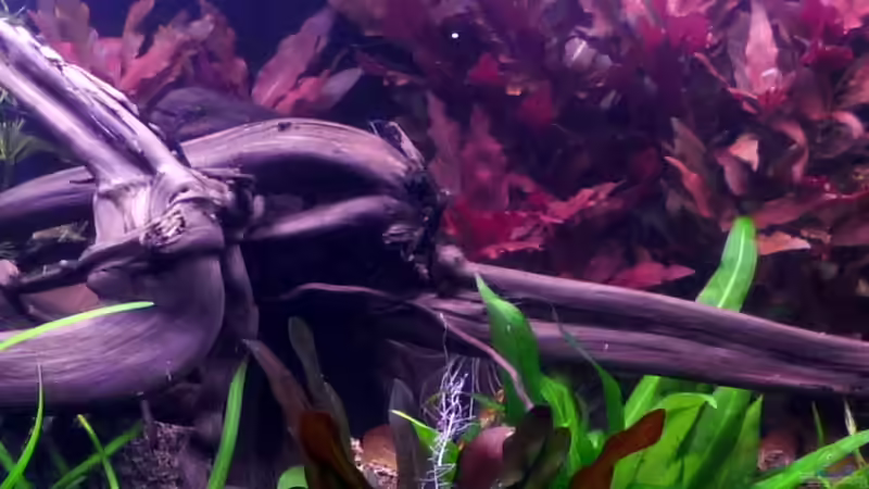 Moorkienholz von Deino (18)