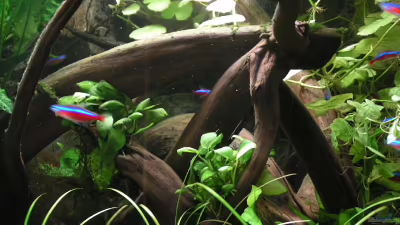 Moorkienholz von Heiko Schneider (17)