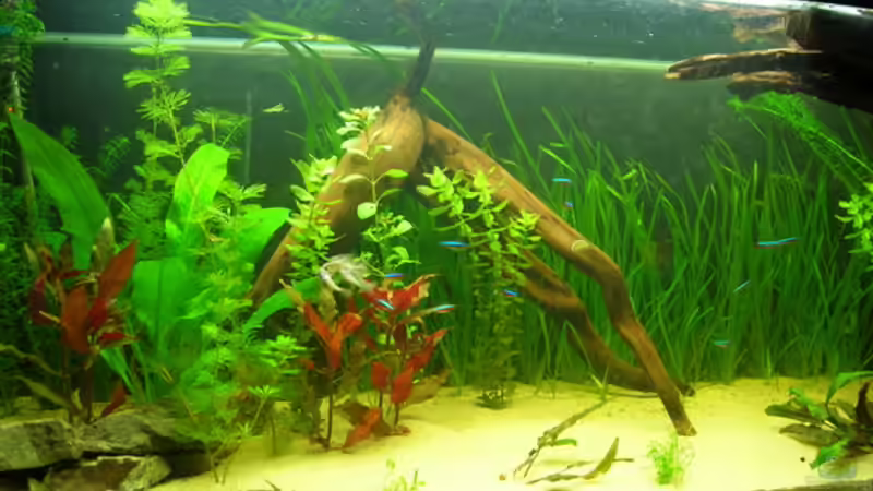 Moorkienholzwurzel, noch nicht gesunken! von Burgherr (2)