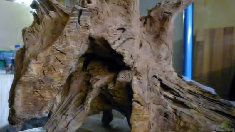 Moorkienholzwurzel von Ravenclaw57 (21)