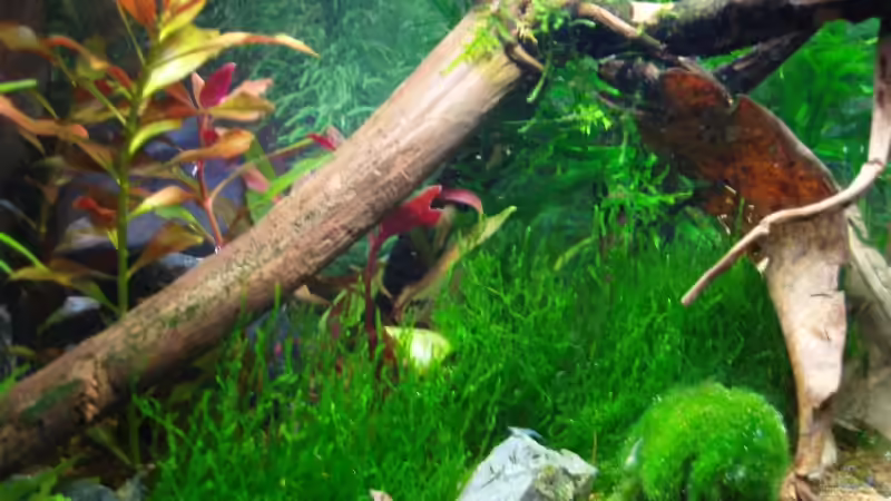 Moorkienworzel von Aquarienfreund44 (14)