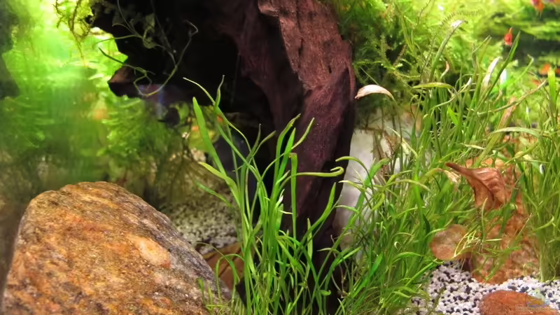 Moorkienwurzel  von Sarah (18)