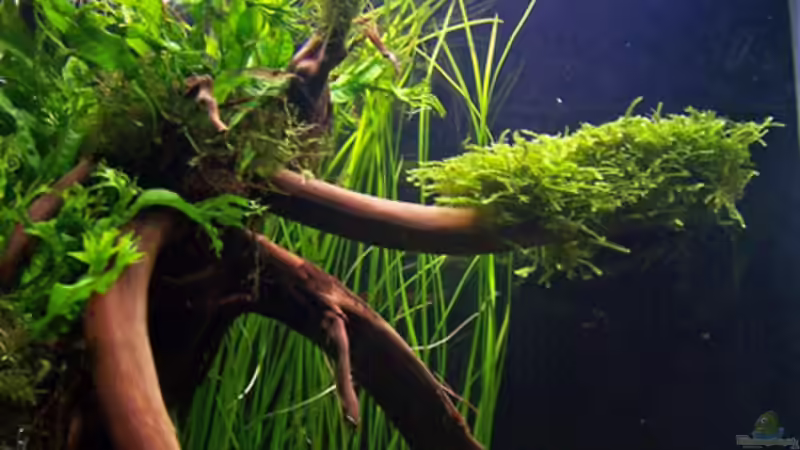 Moorkienwurzel 12/07 von Buster (11)