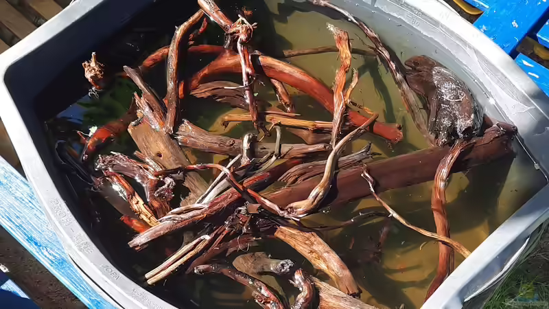 Moorkienwurzel-Bruch von Berlin42 (11)