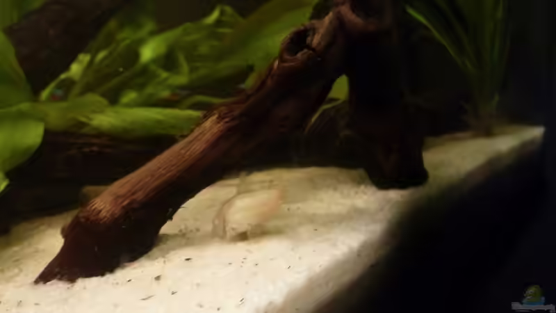 Moorkienwurzel die aus dem Boden ragt von Sebastian K. (4)