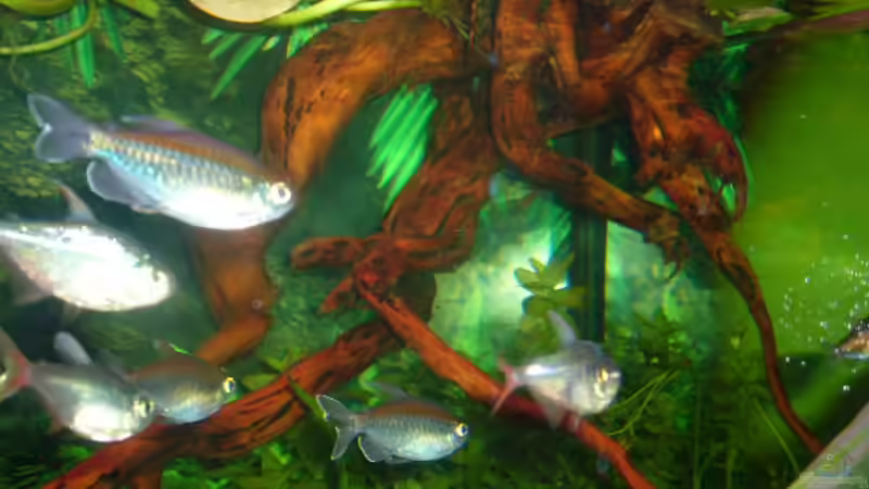 Moorkienwurzel ein schöner Blickfang von Joachim Reinhardt (19)